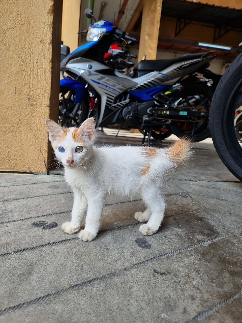  Toro - Domestic Long Hair Cat