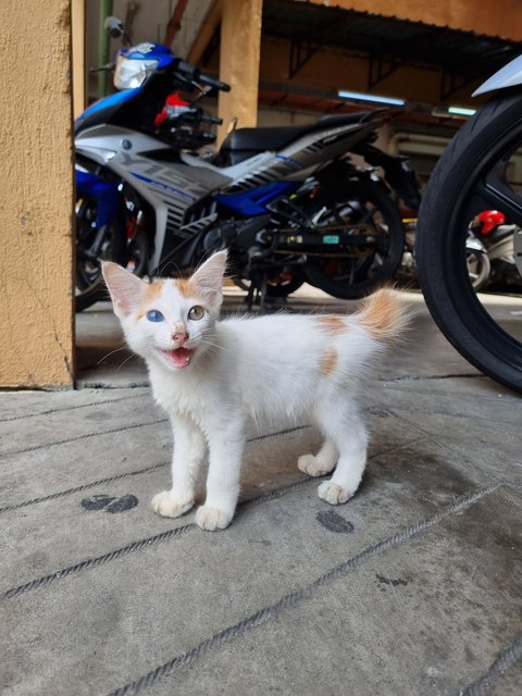  Toro - Domestic Long Hair Cat