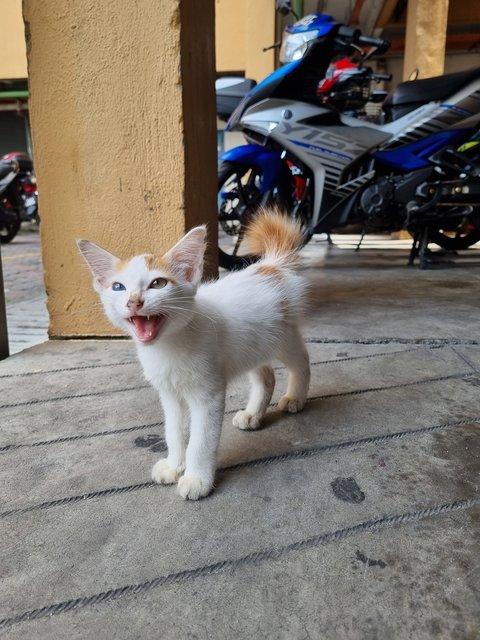  Toro - Domestic Long Hair Cat