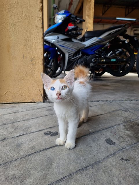  Toro - Domestic Long Hair Cat