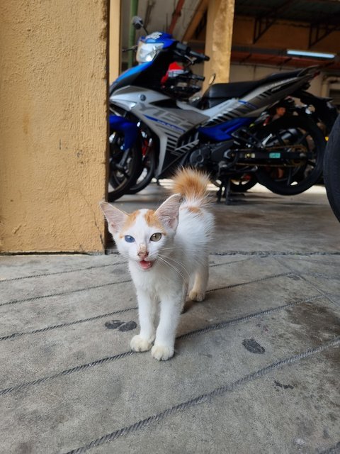  Toro - Domestic Long Hair Cat