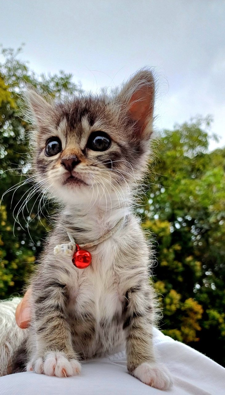 Qq - Domestic Medium Hair Cat