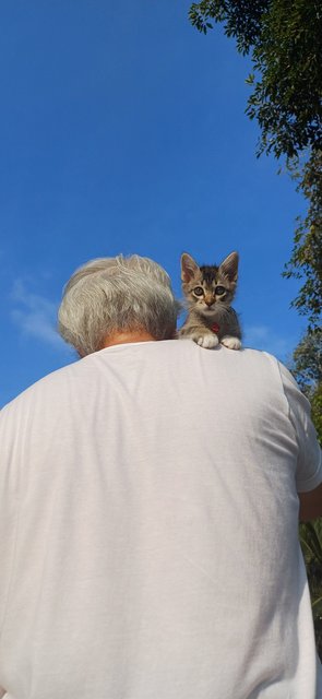 Qq - Domestic Medium Hair Cat