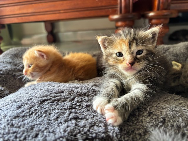 Luna - Maine Coon + Domestic Short Hair Cat