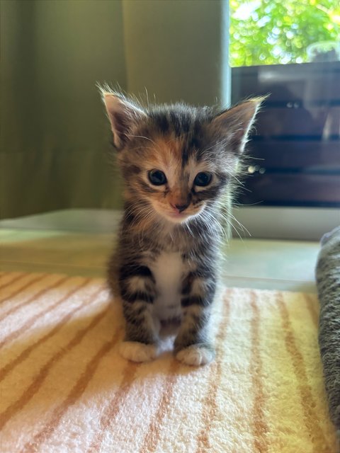 Luna - Maine Coon + Domestic Short Hair Cat