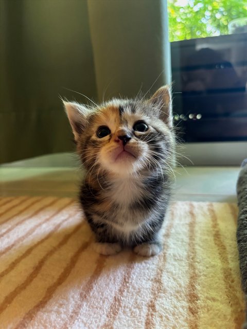 Luna - Maine Coon + Domestic Short Hair Cat