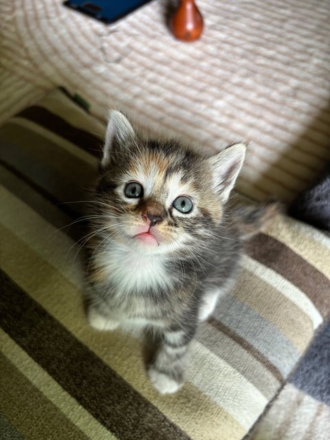 Luna - Maine Coon + Domestic Short Hair Cat