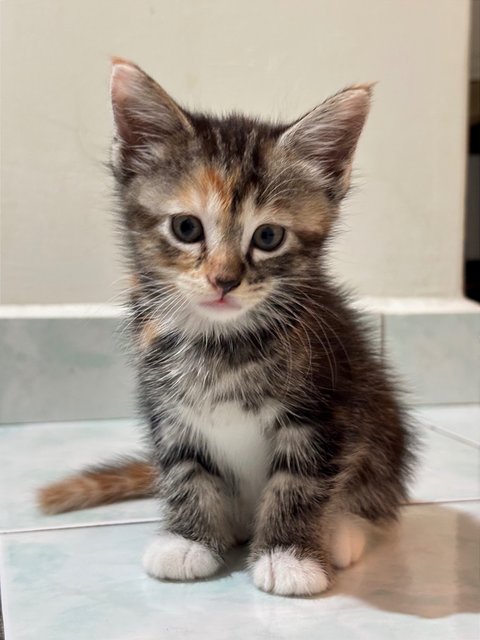 Luna - Maine Coon + Domestic Short Hair Cat