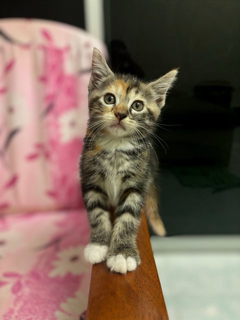 Luna - Maine Coon + Domestic Short Hair Cat