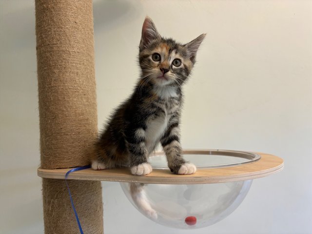 Luna - Maine Coon + Domestic Short Hair Cat