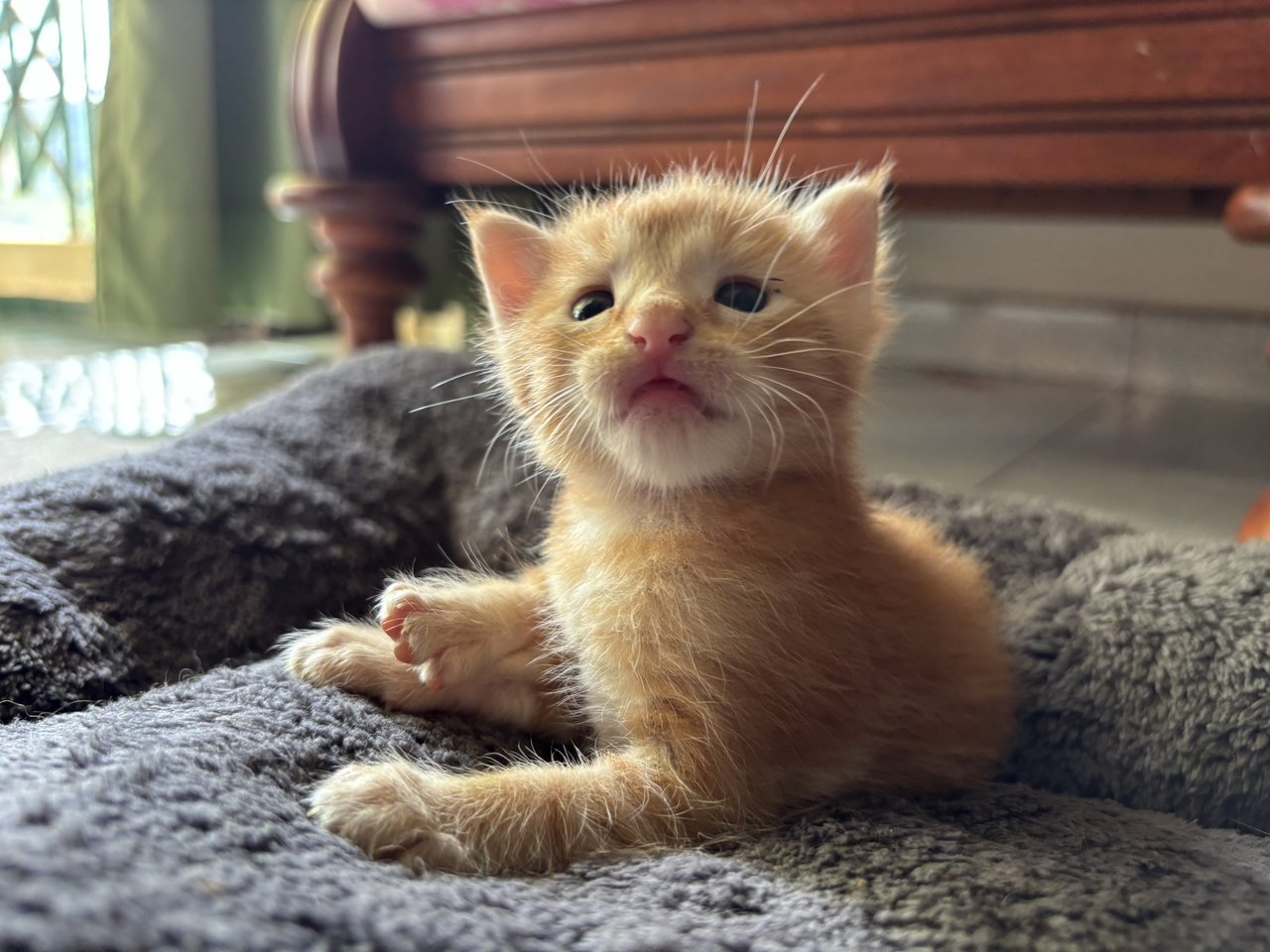 Leo - Maine Coon + Domestic Short Hair Cat