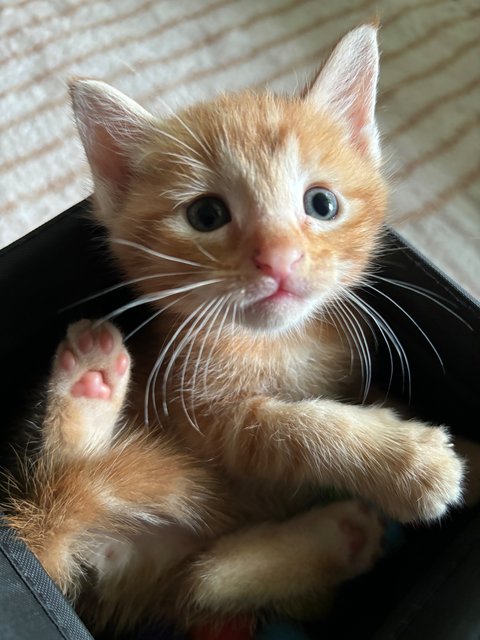 Leo - Maine Coon + Domestic Short Hair Cat