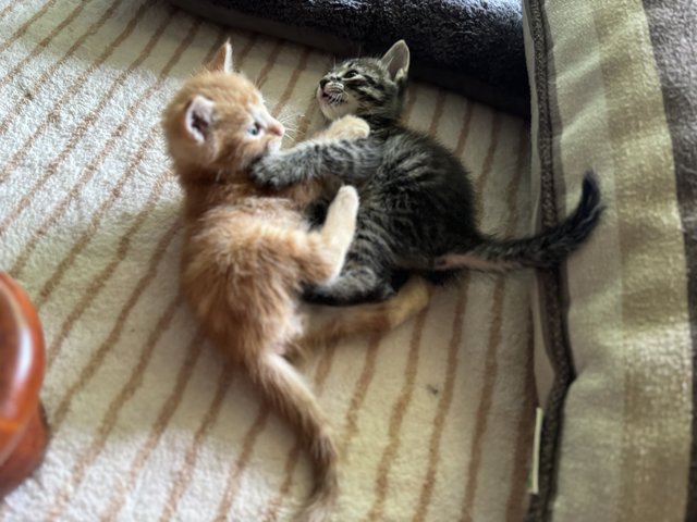 Leo - Maine Coon + Domestic Short Hair Cat