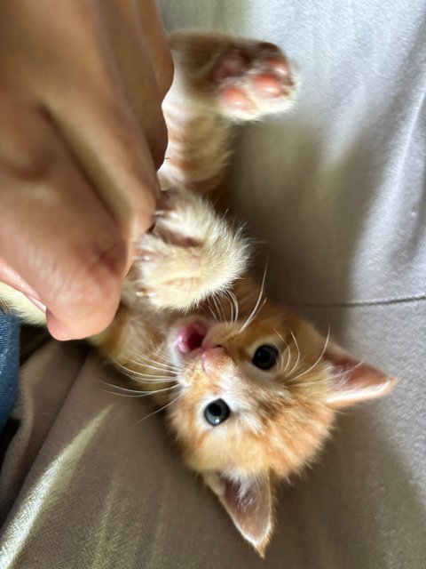 Leo - Maine Coon + Domestic Short Hair Cat