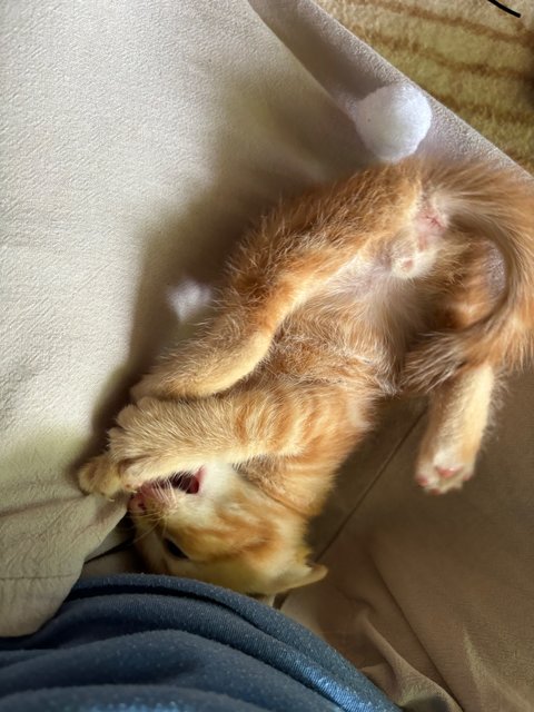 Leo - Maine Coon + Domestic Short Hair Cat