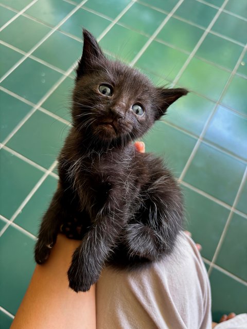 Ajax - Maine Coon + Domestic Short Hair Cat