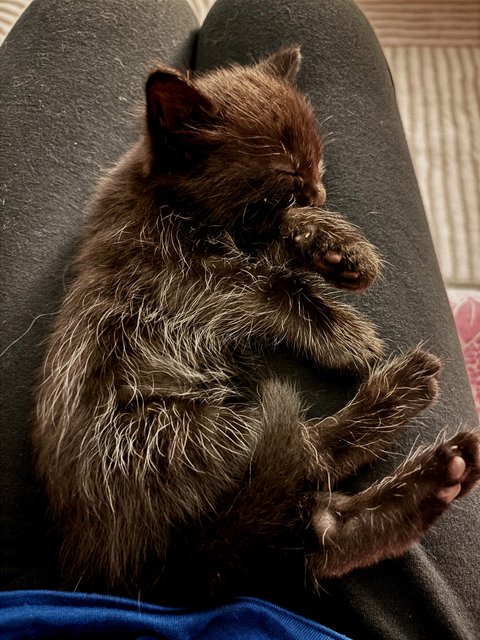 Ajax - Maine Coon + Domestic Short Hair Cat