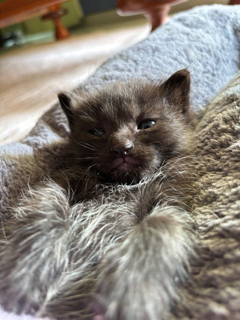 Ajax - Maine Coon + Domestic Short Hair Cat