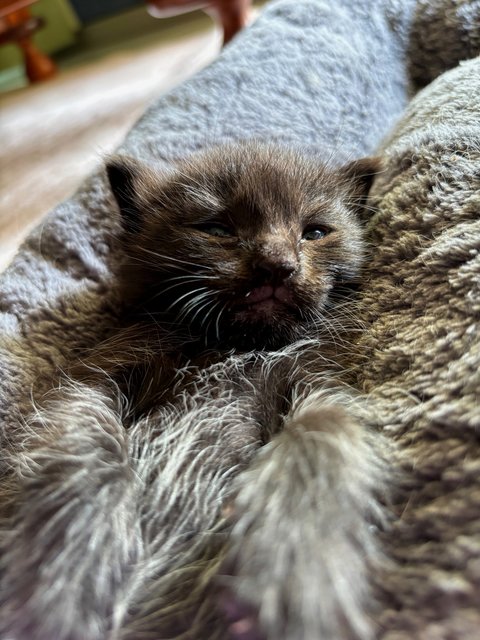 Ajax - Maine Coon + Domestic Short Hair Cat