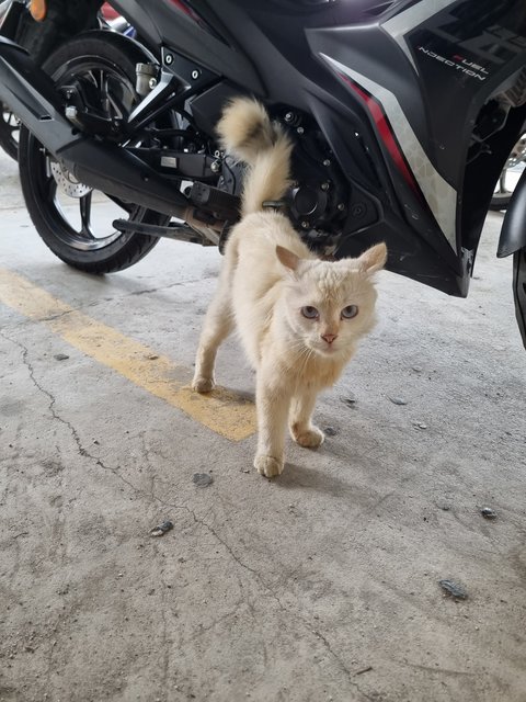 Owen - Domestic Long Hair Cat