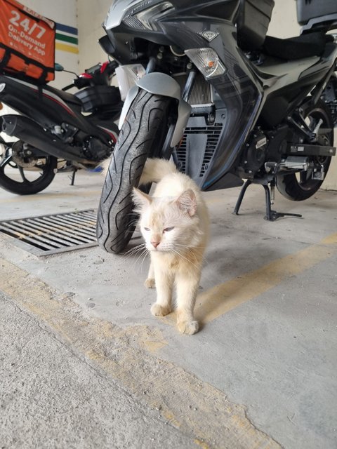 Owen - Domestic Long Hair Cat