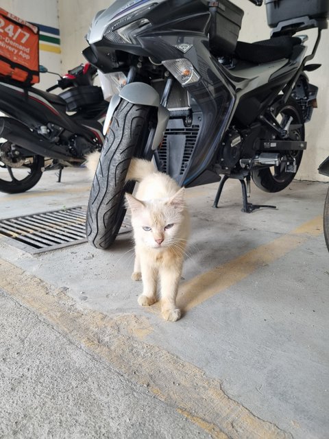 Owen - Domestic Long Hair Cat