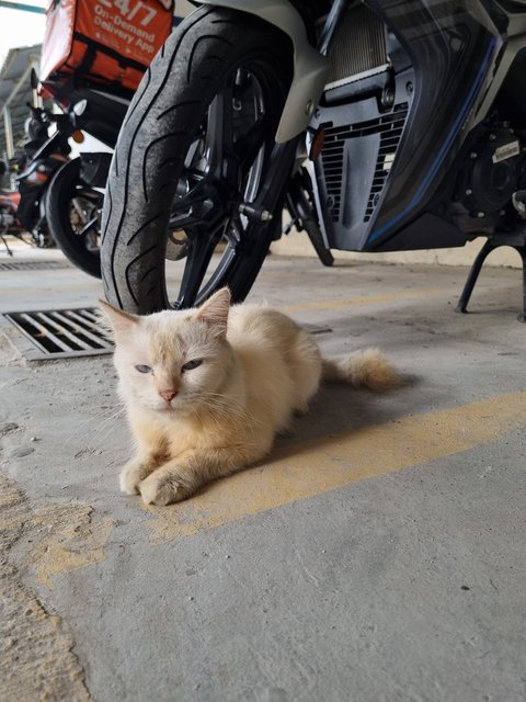 Owen - Domestic Long Hair Cat