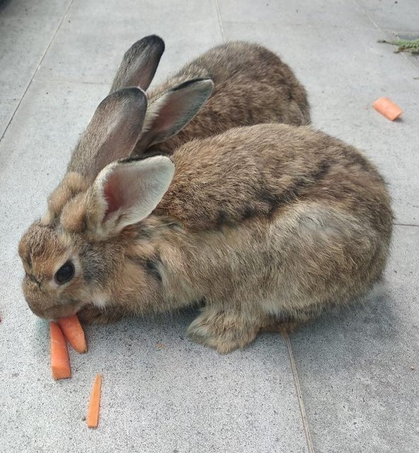 Bonnie &amp; Ronnie (Mini Rex) - Mini Rex Rabbit