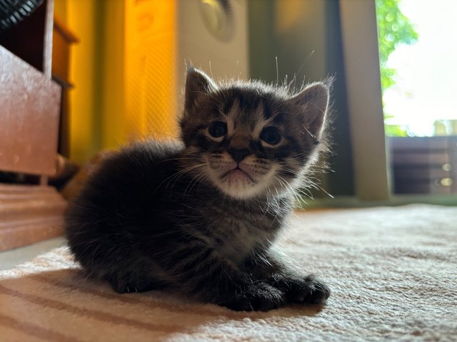 Asterix - Maine Coon + Domestic Short Hair Cat