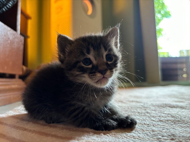 Asterix - Maine Coon + Domestic Short Hair Cat