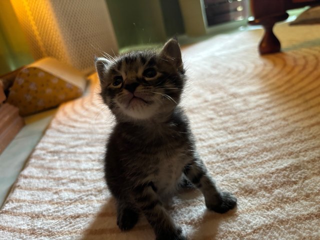 Asterix - Maine Coon + Domestic Short Hair Cat