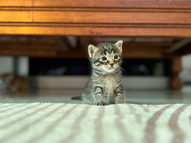 Asterix - Maine Coon + Domestic Short Hair Cat