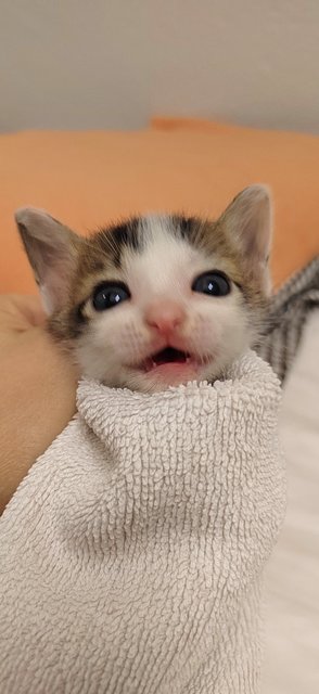 Baby Burrito (Bb) - Domestic Short Hair Cat