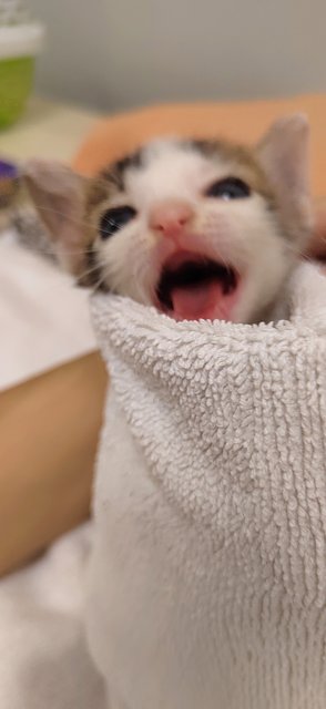 Baby Burrito (Bb) - Domestic Short Hair Cat