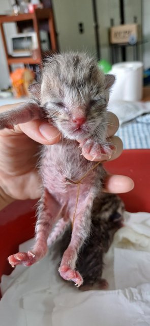 2 Grey Kittens - Domestic Short Hair Cat