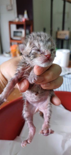 2 Grey Kittens - Domestic Short Hair Cat