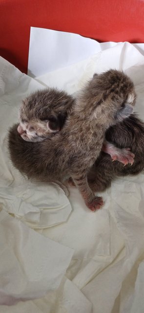 2 Grey Kittens - Domestic Short Hair Cat