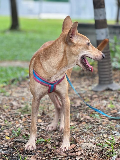 Mei Mei - Mixed Breed Dog