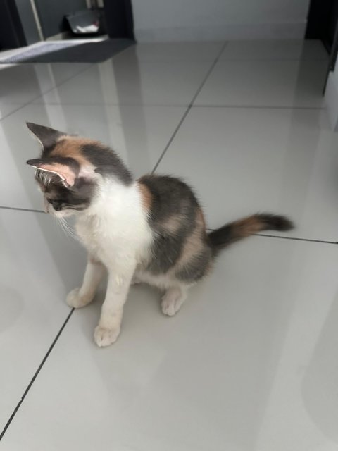 Luna Luna - Calico Cat