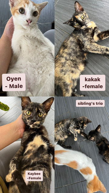 Oyen, Kakak &amp; Kaybee - Domestic Short Hair Cat