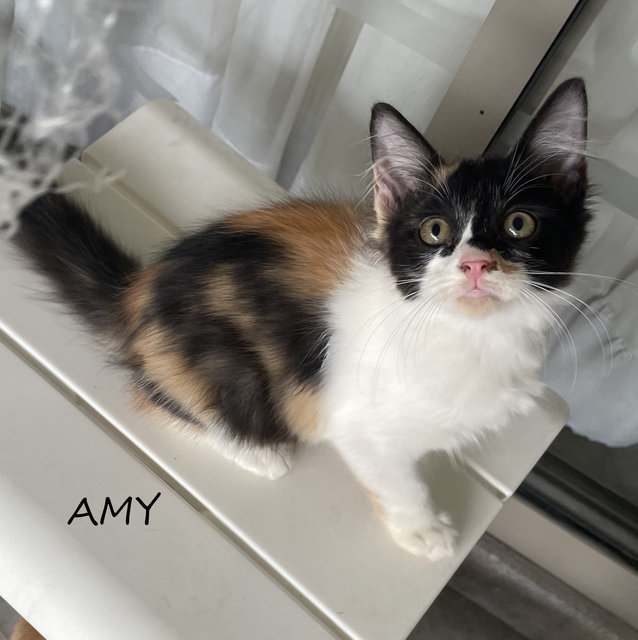 Amy, Bennie, Billy, Annie - Domestic Short Hair Cat