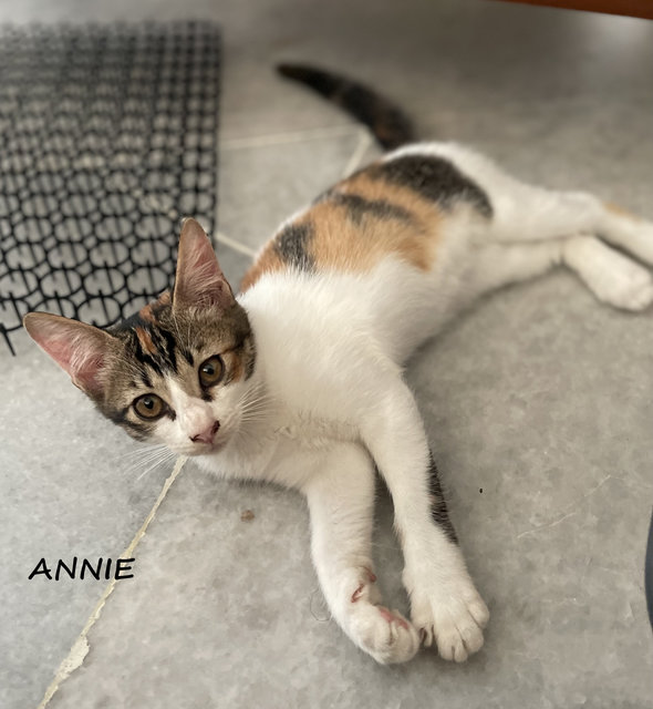 Amy, Bennie, Billy, Annie - Domestic Short Hair Cat