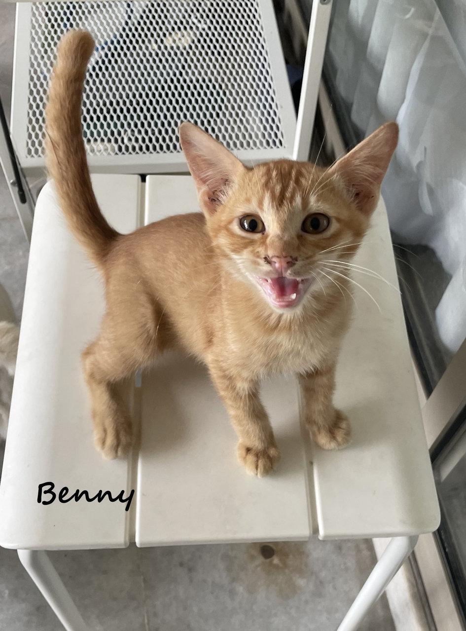 Amy, Bennie, Billy, Annie - Domestic Short Hair Cat