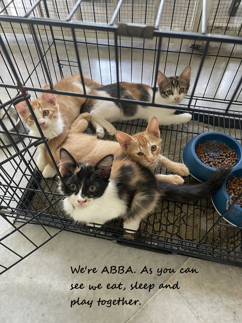 Amy, Bennie, Billy, Annie - Domestic Short Hair Cat