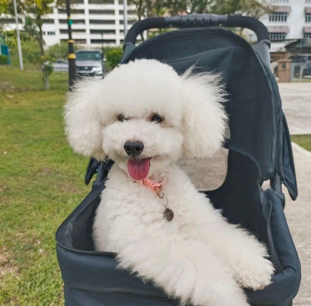 Maq &amp; Max - Poodle + Schnauzer Dog