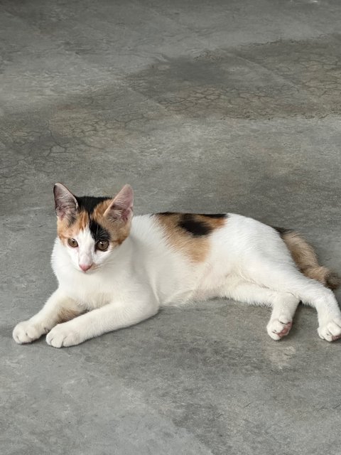 -- - Calico Cat