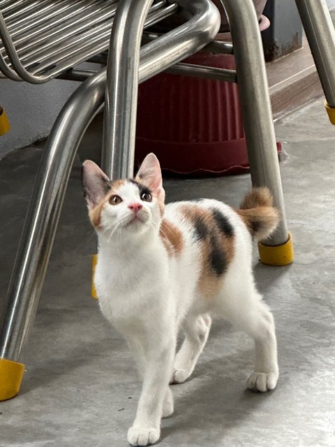 -- - Calico Cat