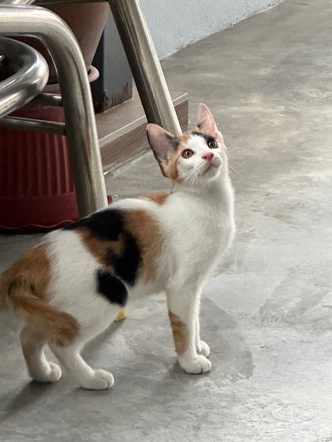 -- - Calico Cat