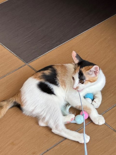 -- - Calico Cat