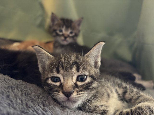 Stella - Maine Coon + Domestic Short Hair Cat